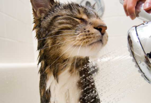 Co dělat když má kočka blechy