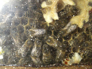 Chov včel na oddělky